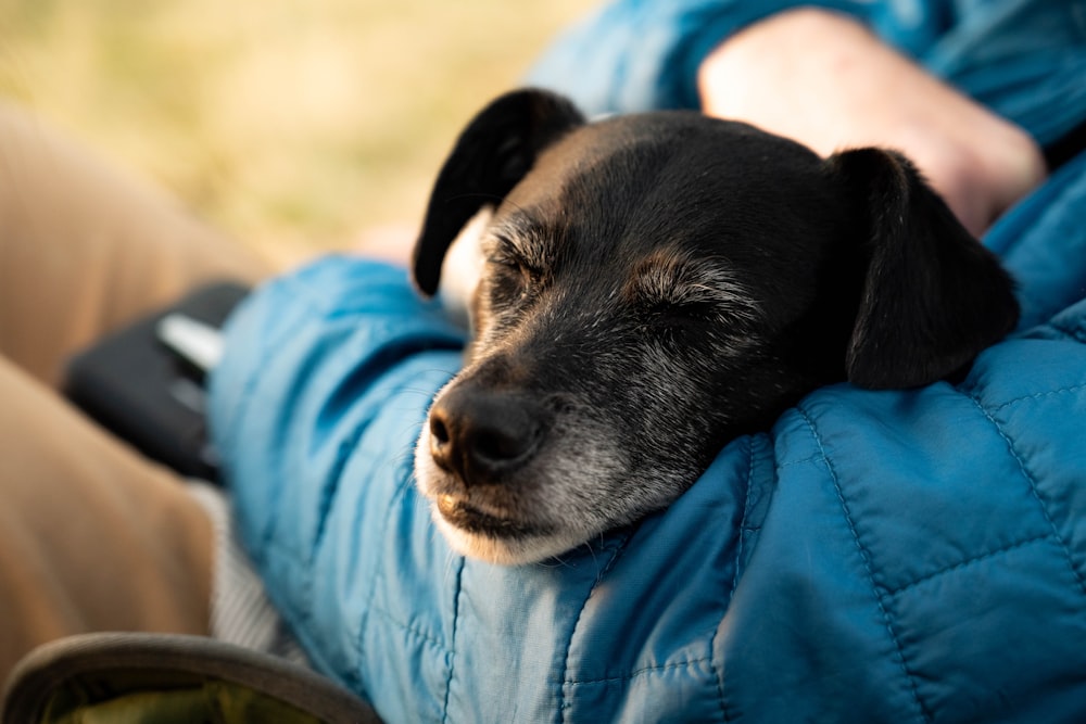 a black and white dog laying on a person's lap