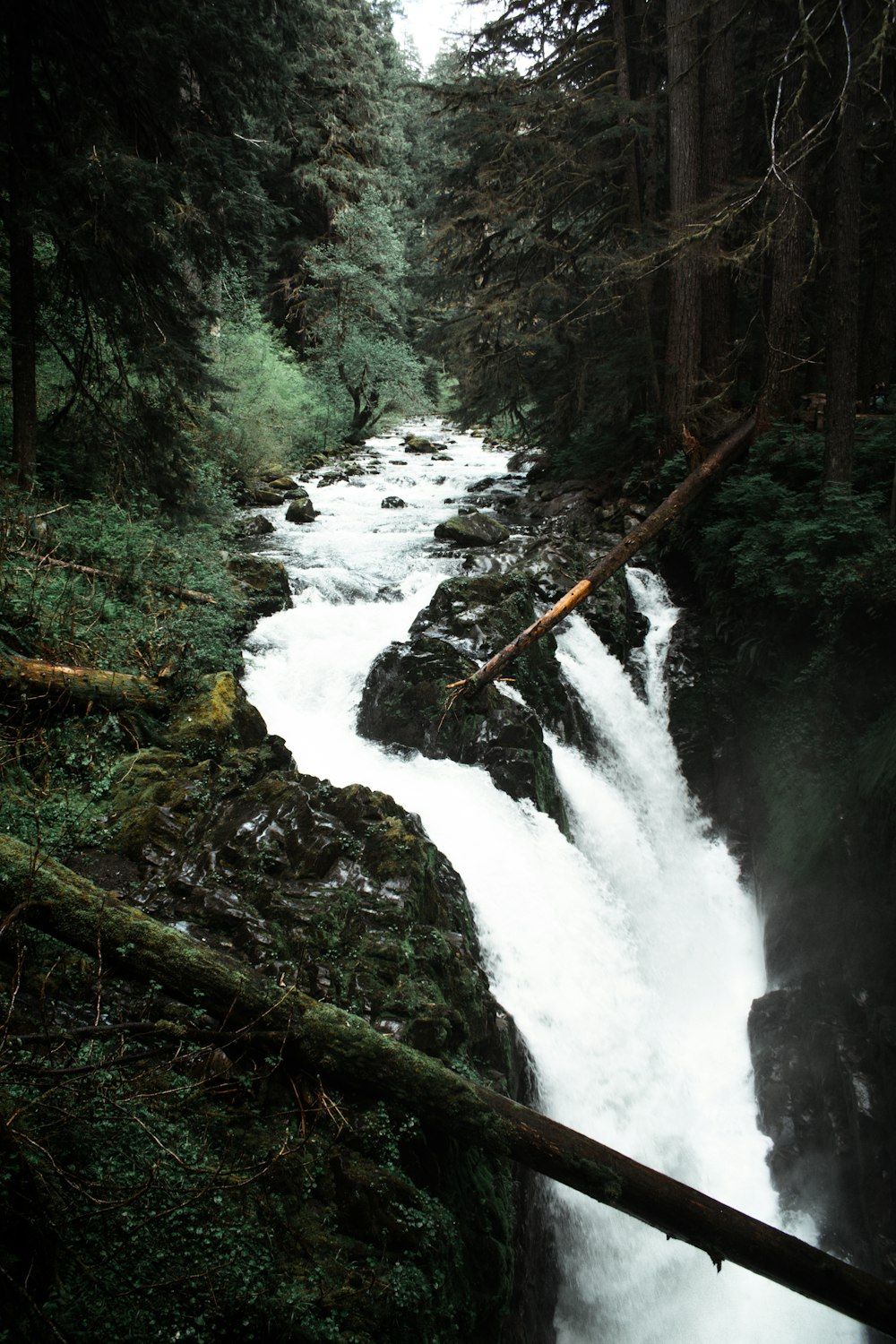 a river running through a forest filled with trees