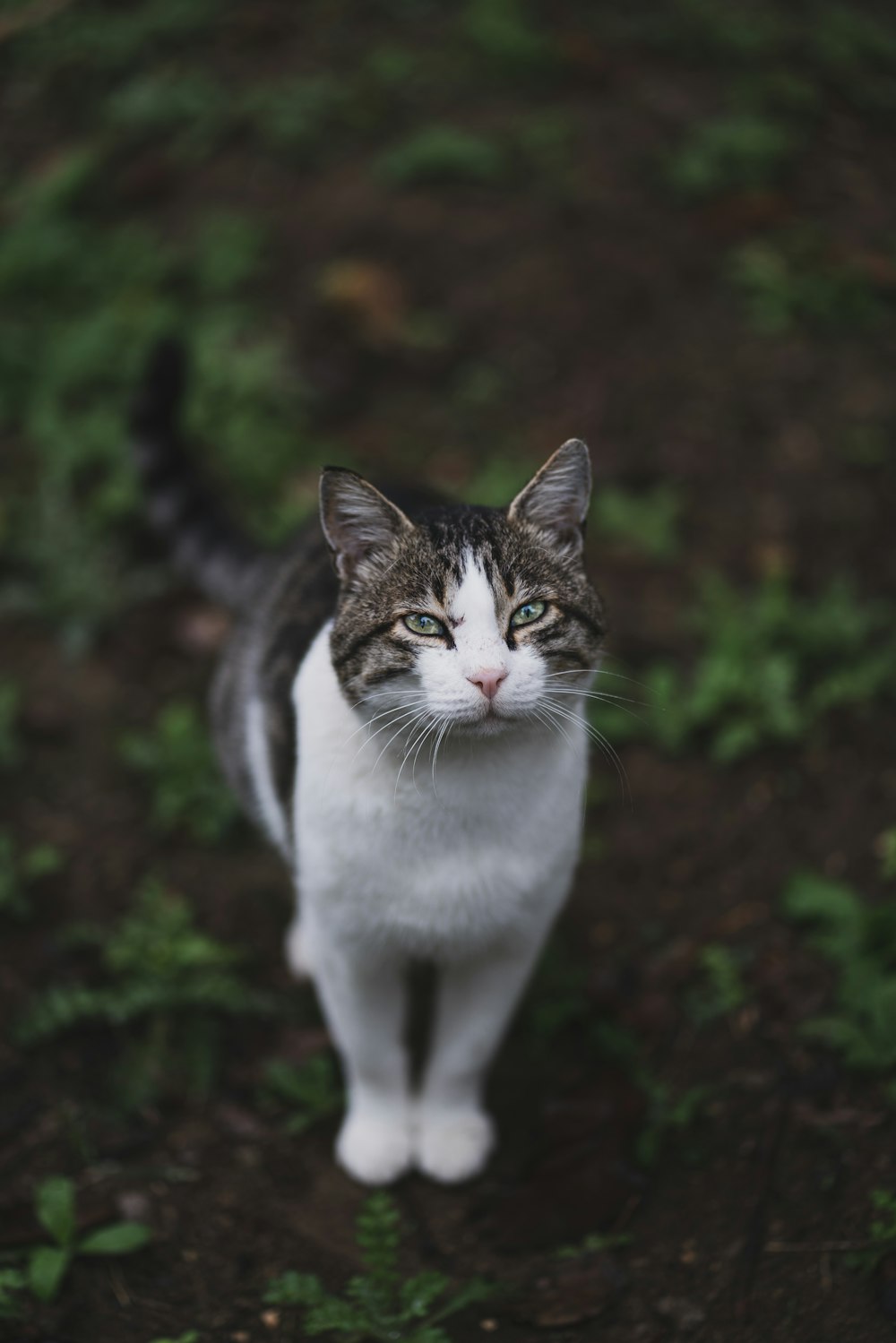 a cat standing in the grass looking up