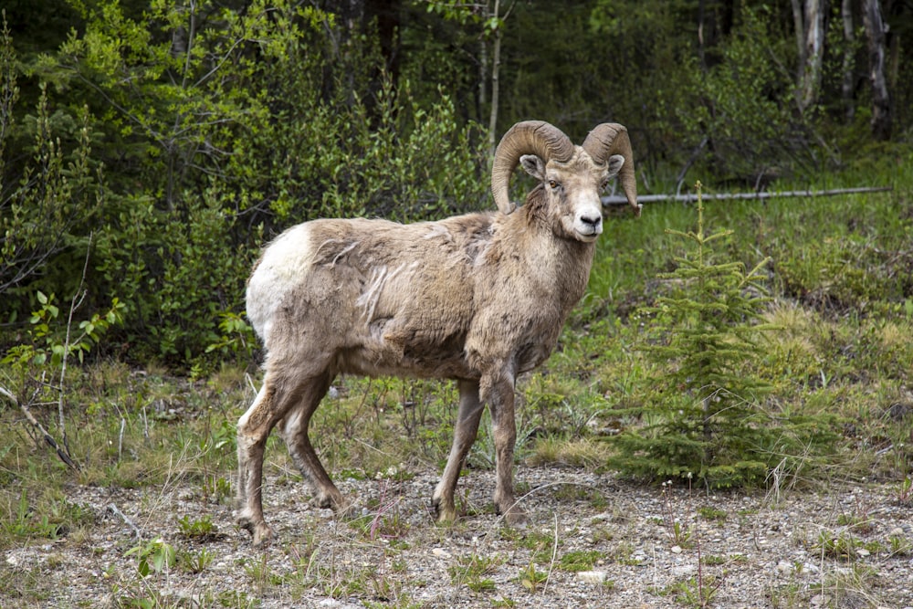 a ram standing in a field next to a forest