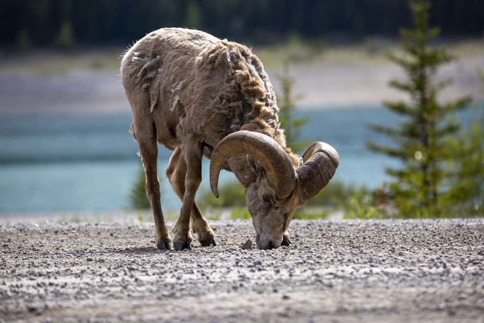 Heavy-horned Rocky Mountain bighorn ram feeding near an alpine lake