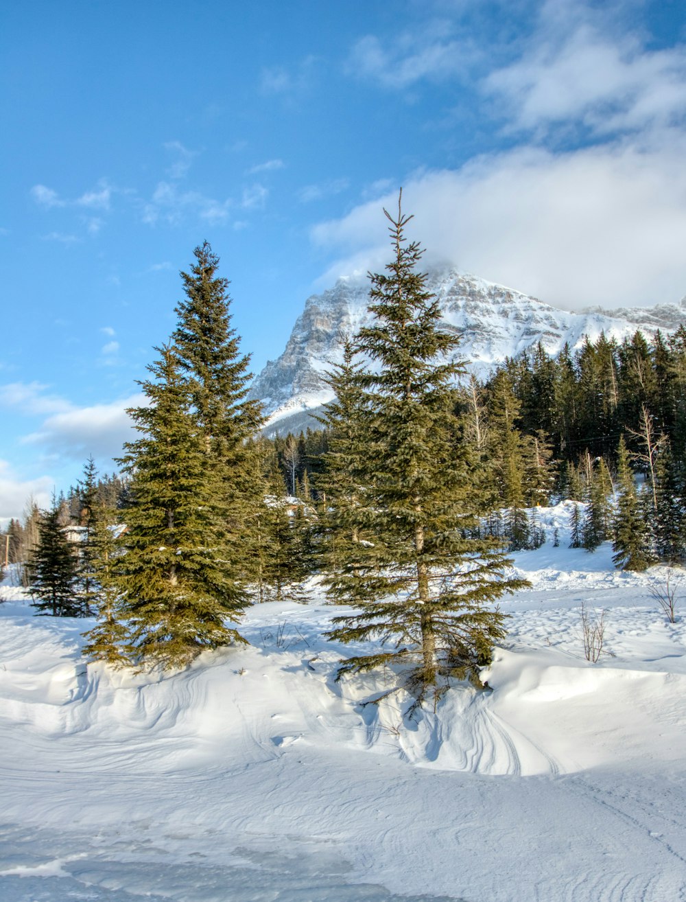 a snow covered field with trees and a mountain in the background