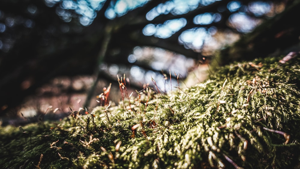 a close up of a mossy surface with trees in the background