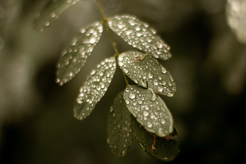 a green leaf with water droplets on it