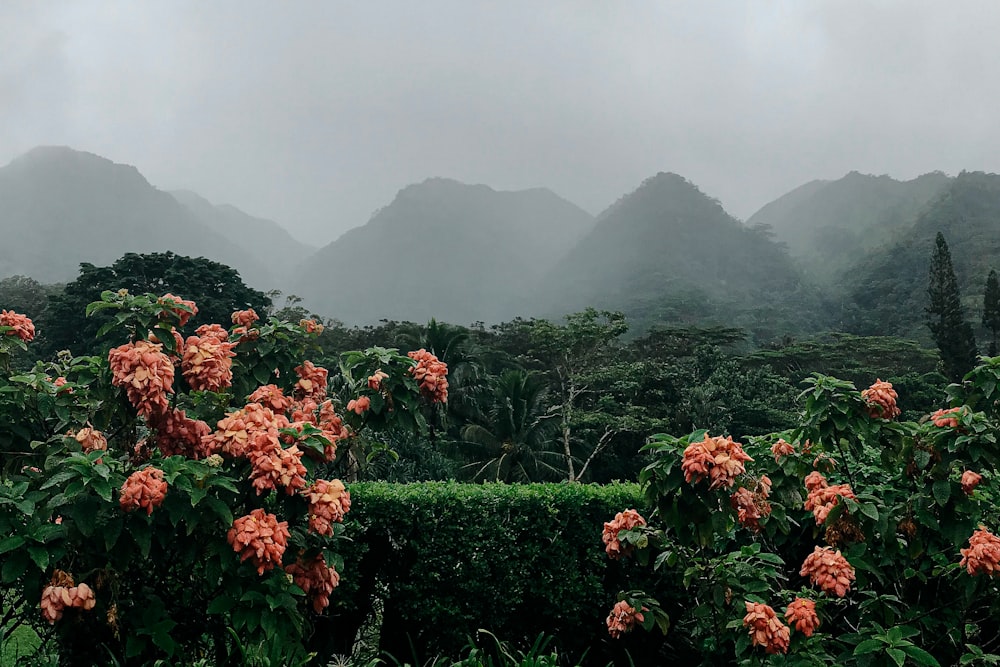 a lush green forest filled with lots of flowers