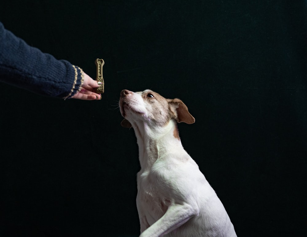 a person feeding a dog a piece of food