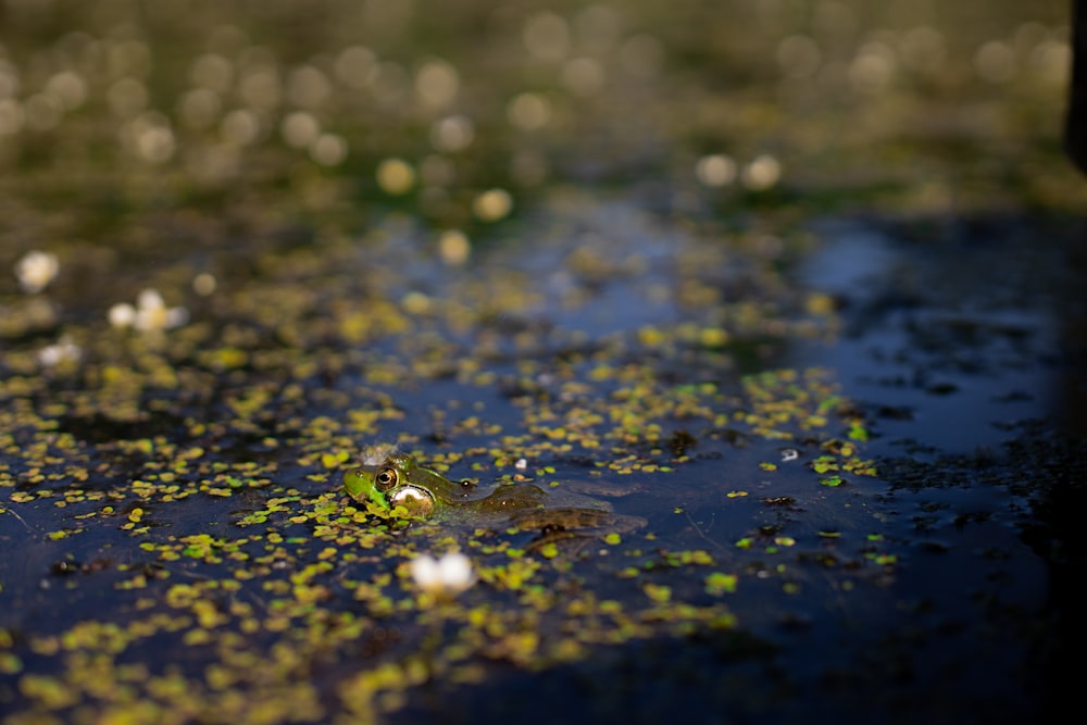 a pond filled with lots of green plants