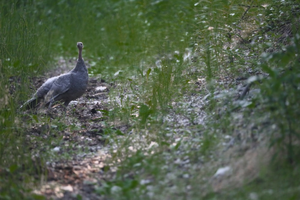 a bird standing in the middle of a field