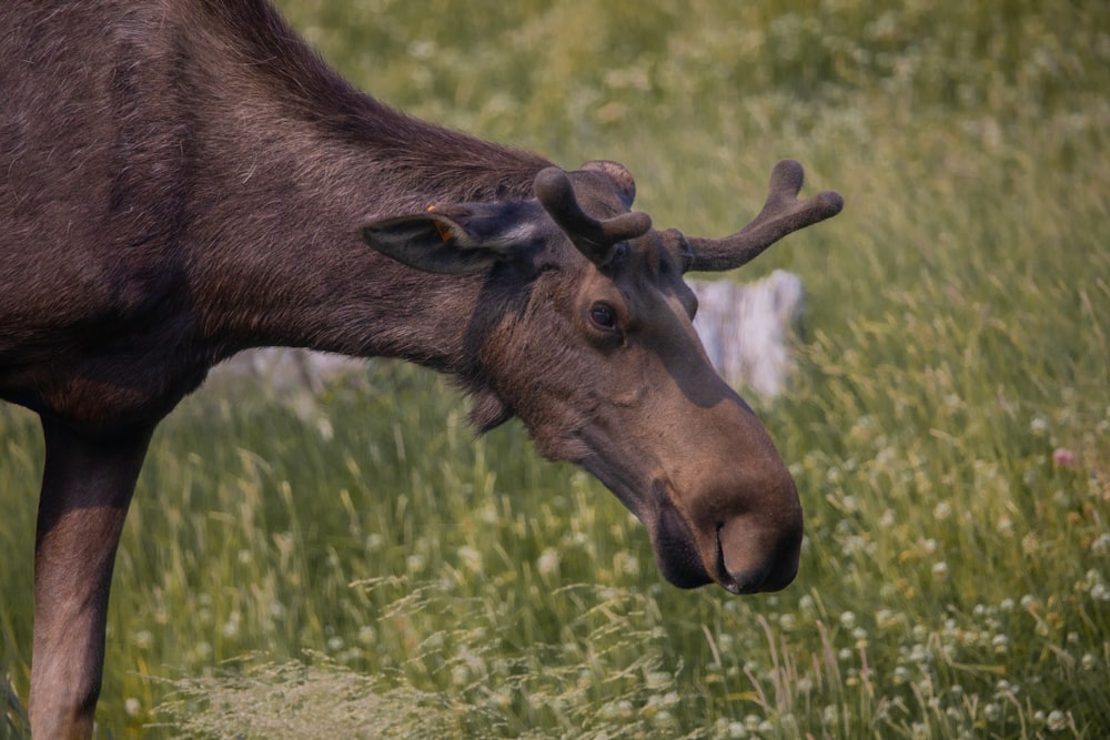 a close up of a moose in a field of tall grass