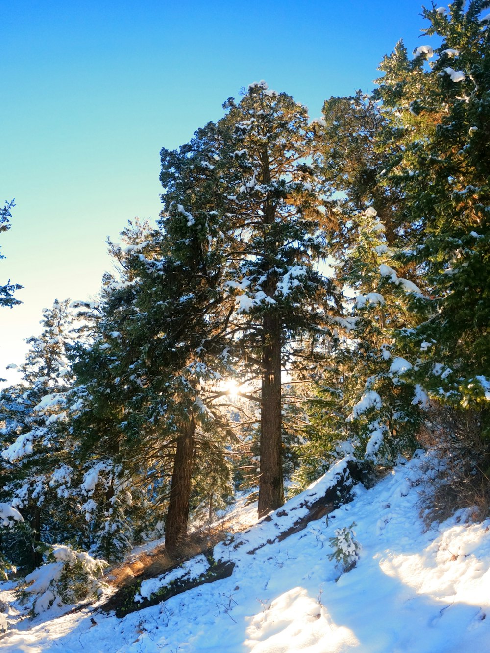 the sun shines through the trees in the snow