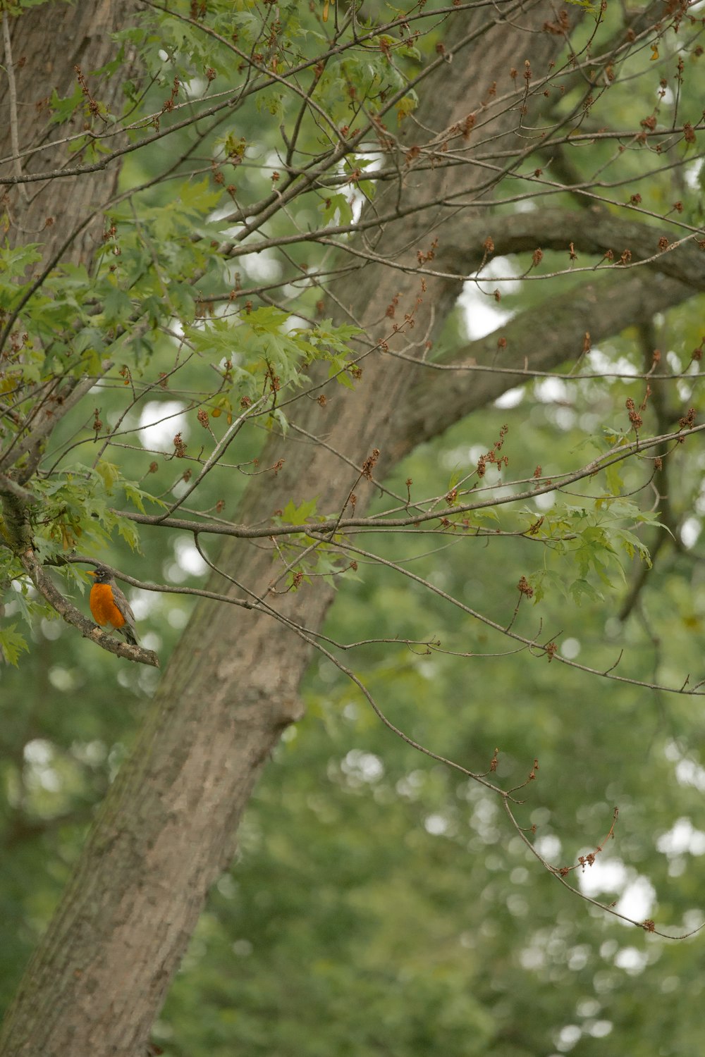 a small bird perched on a branch of a tree