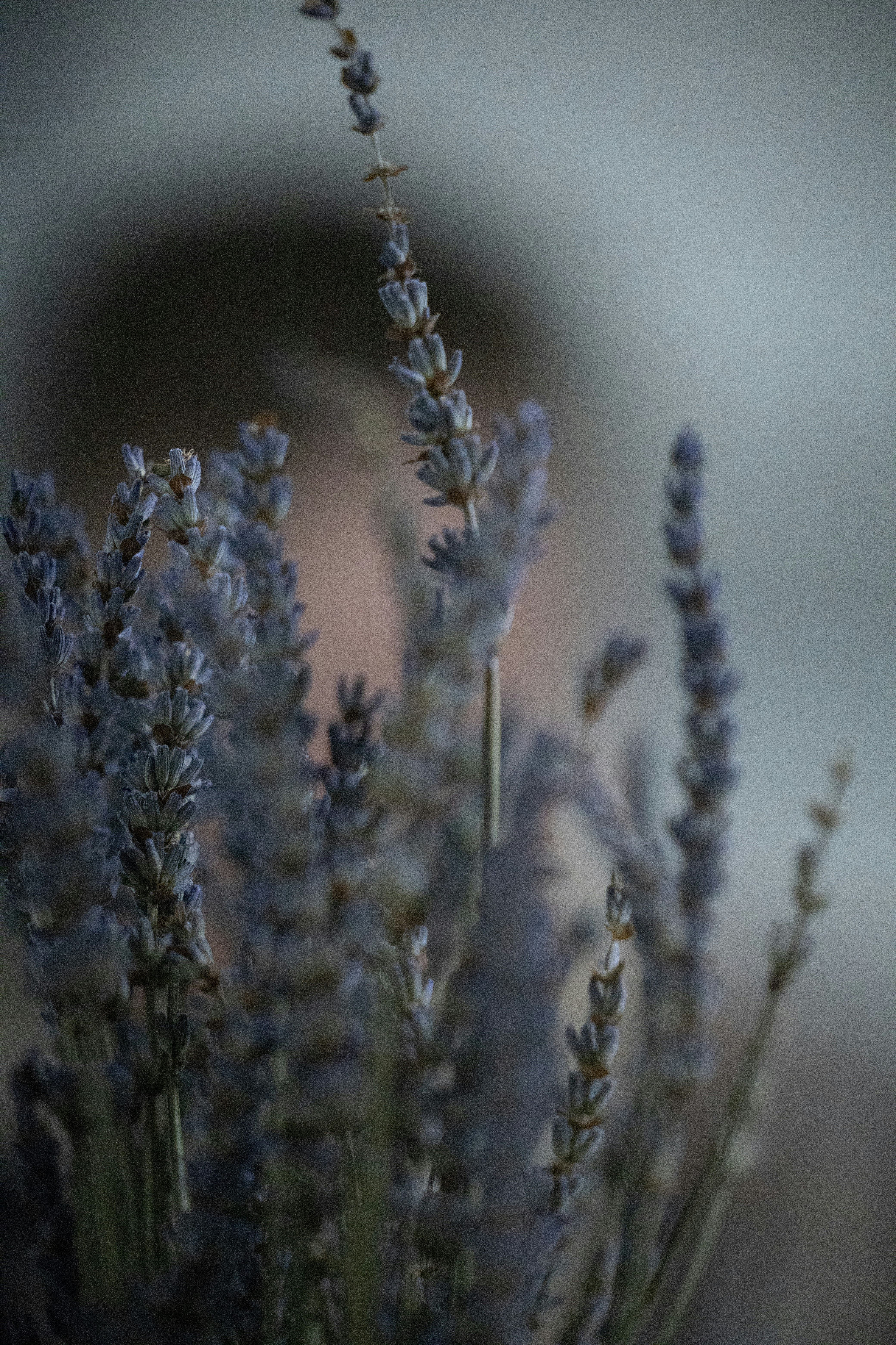 a close up of a bunch of lavender flowers
