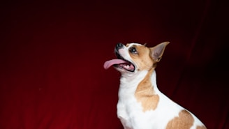 a brown and white dog with its tongue out