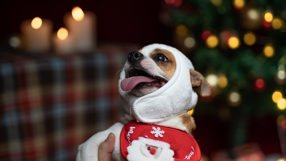 ein kleiner Hund mit Pullover und Hut