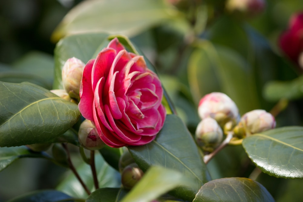 a pink flower with green leaves and buds