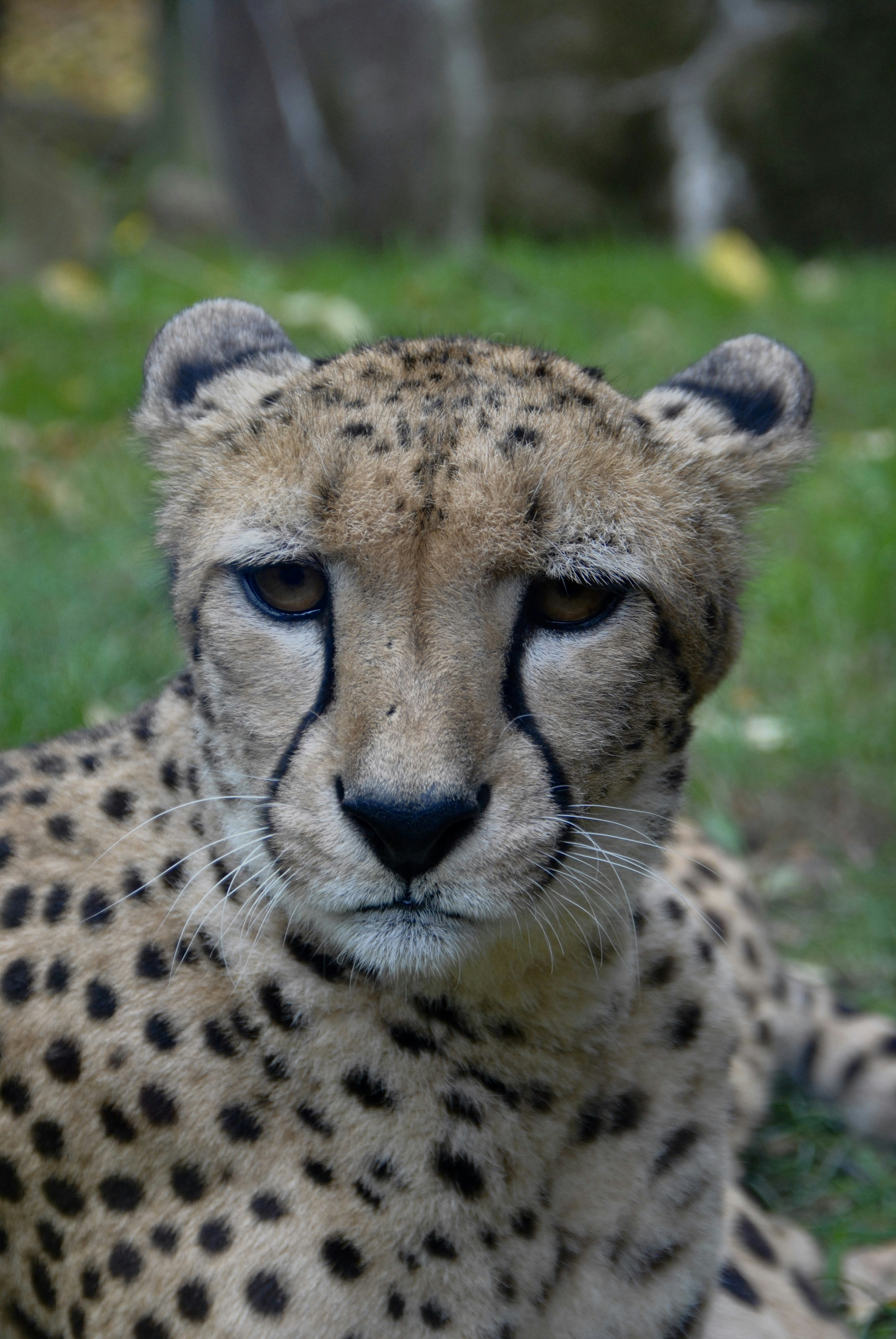 Eyes That See in Darkness (image credits: unsplash)