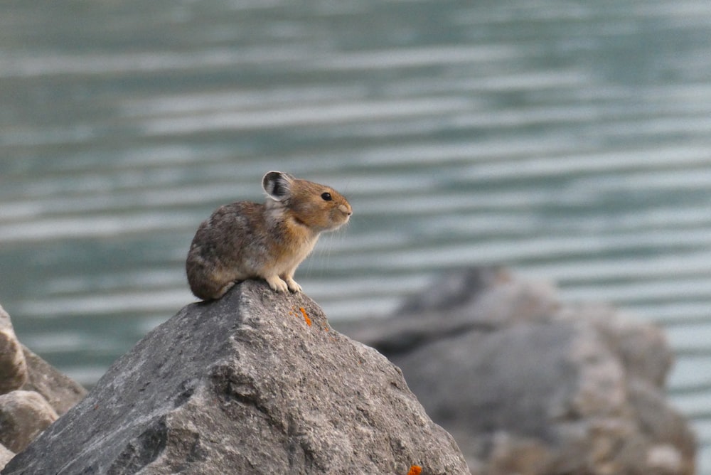 a small animal sitting on top of a rock