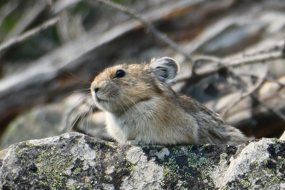 a rodent sitting on top of a large rock