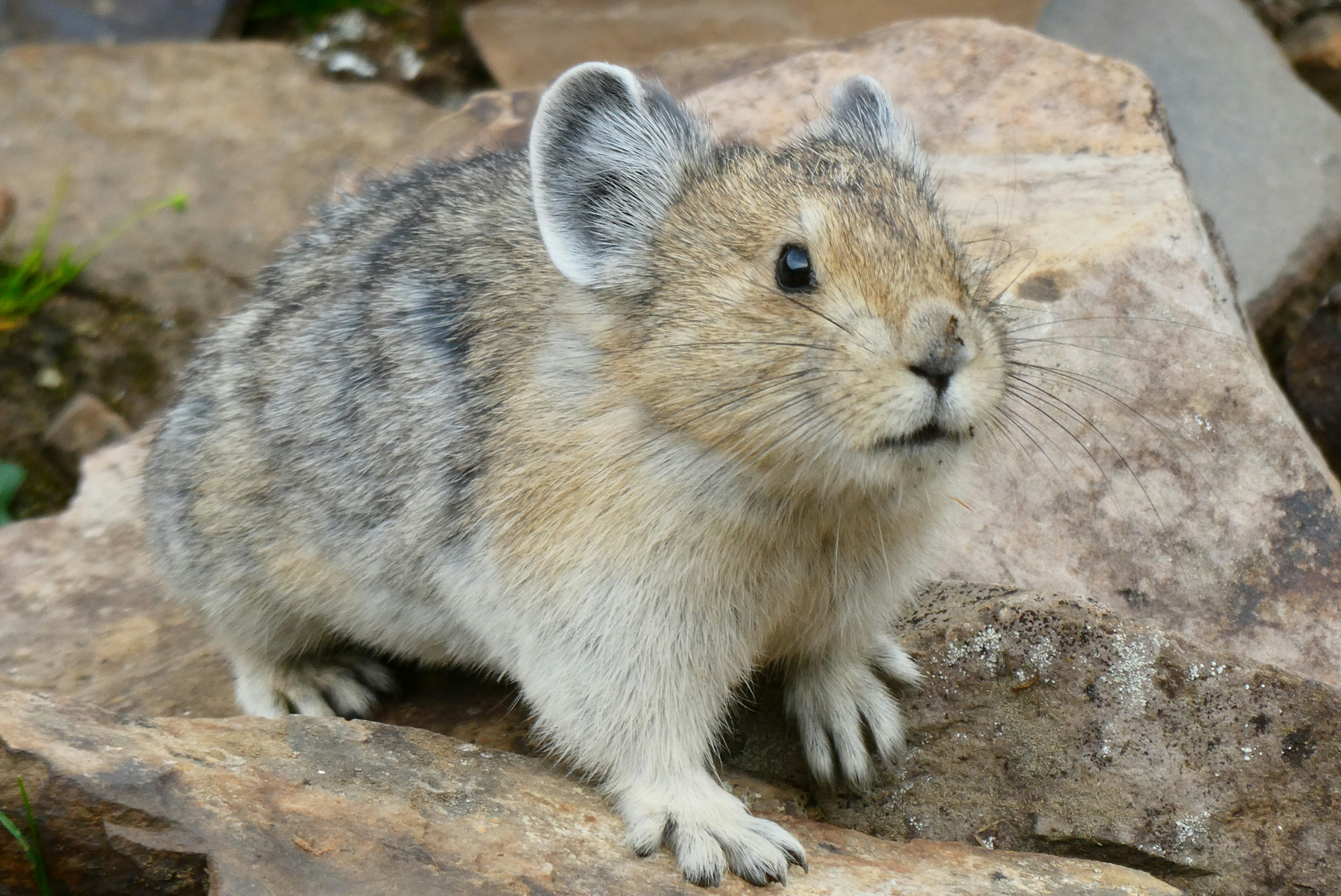 Pika