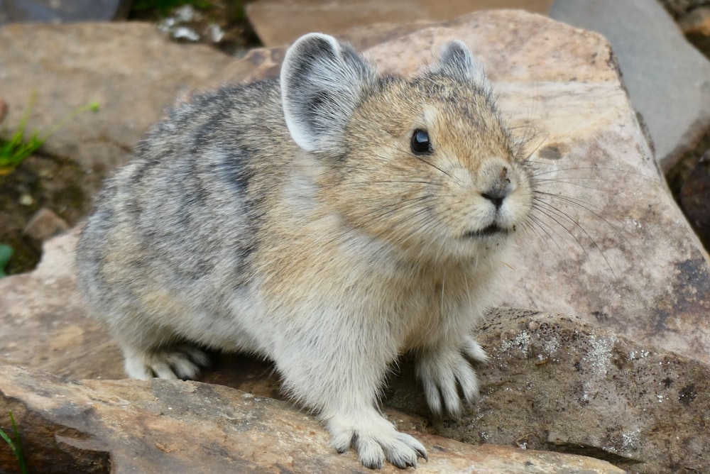 a close up of a small animal on a rock