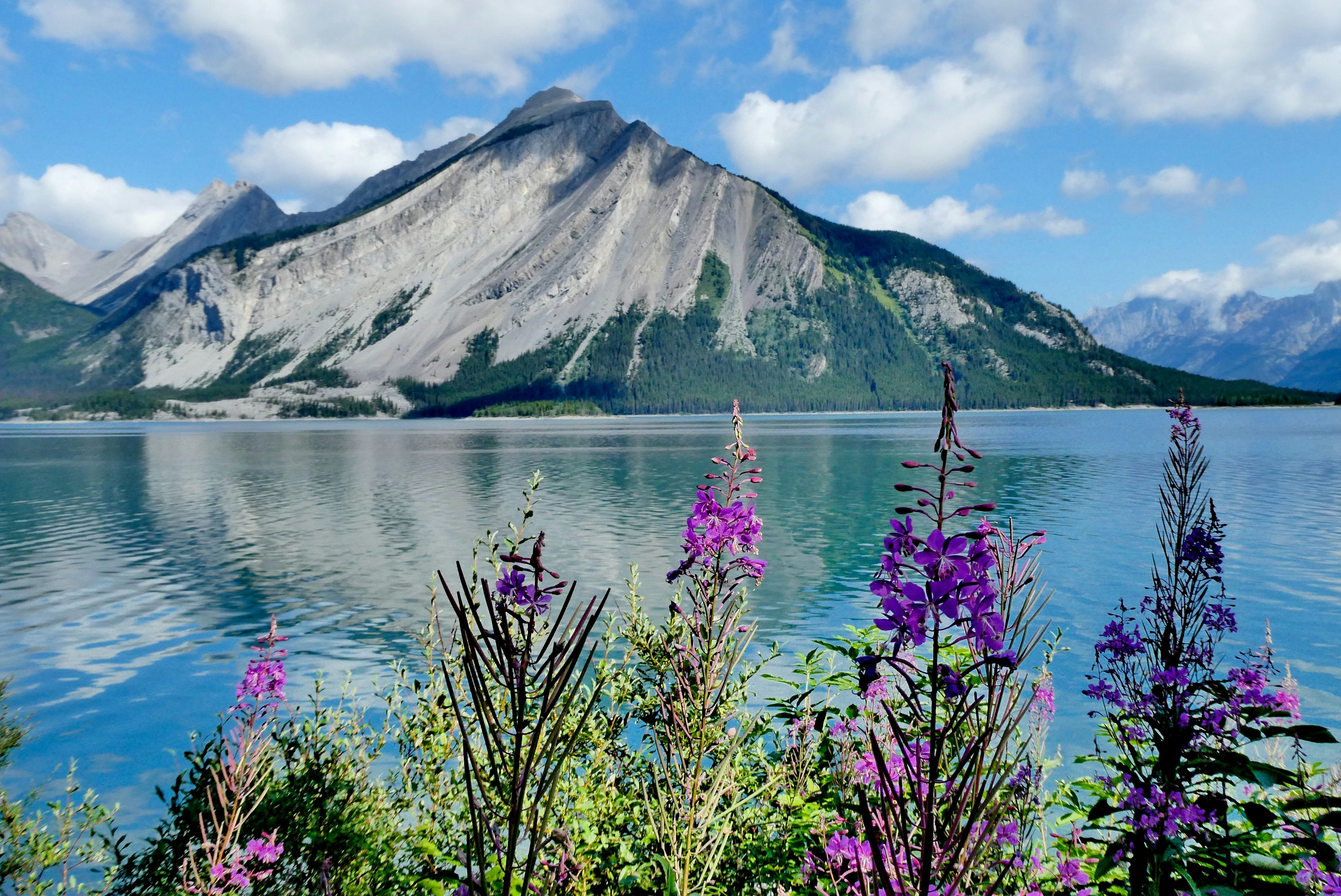 a lake with mountains in the background and purple flowers in the foreground
