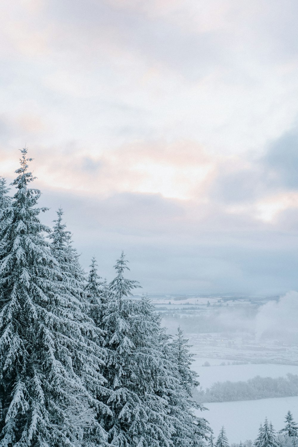 a snow covered forest with trees in the foreground