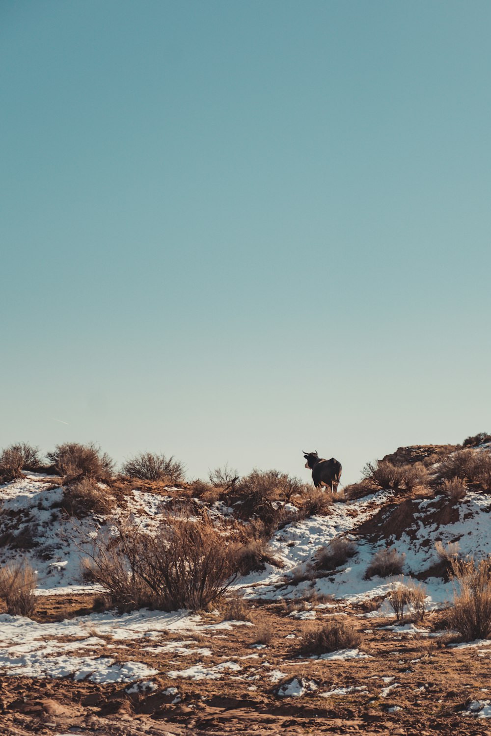 a cow standing on top of a snow covered hill