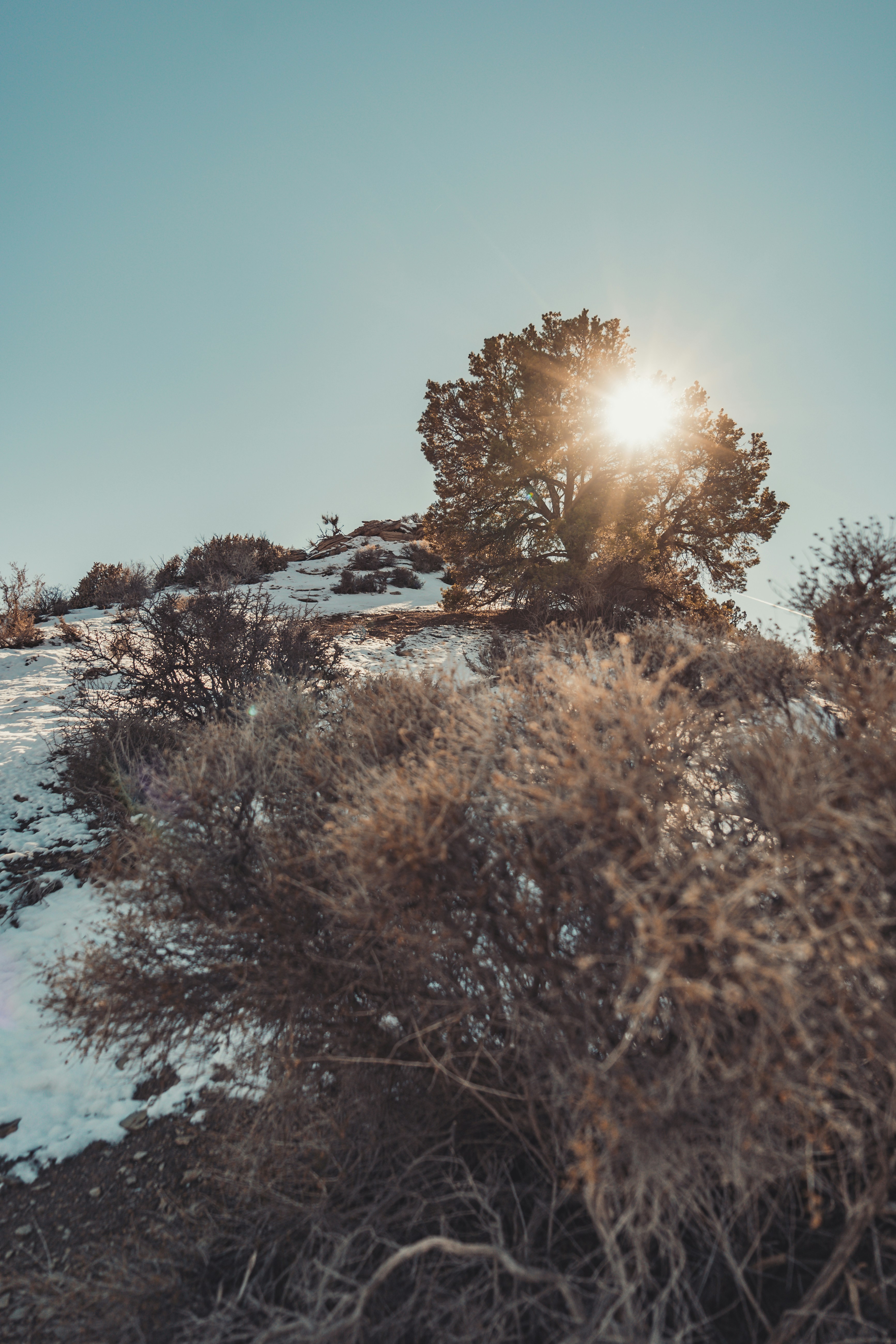 the sun shines brightly through the trees on a snowy hill