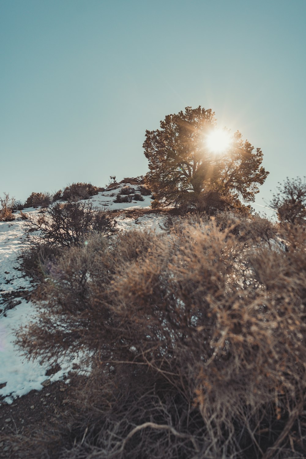 the sun shines brightly through the trees on a snowy hill