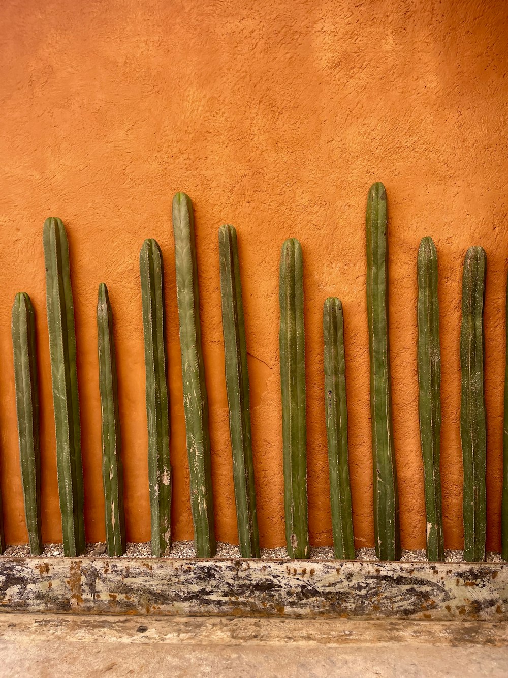 a row of green plants next to a wall