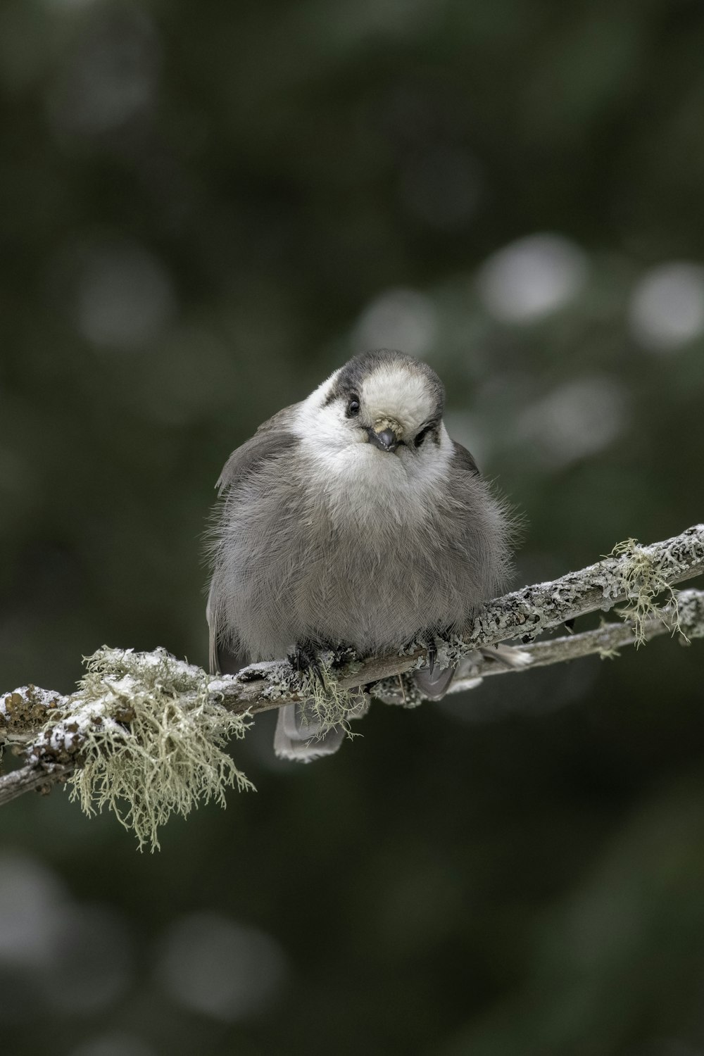 a small bird is sitting on a branch