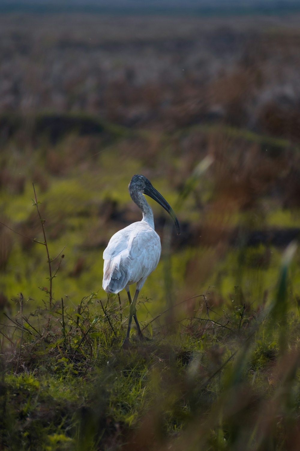 a large white bird standing on top of a lush green field