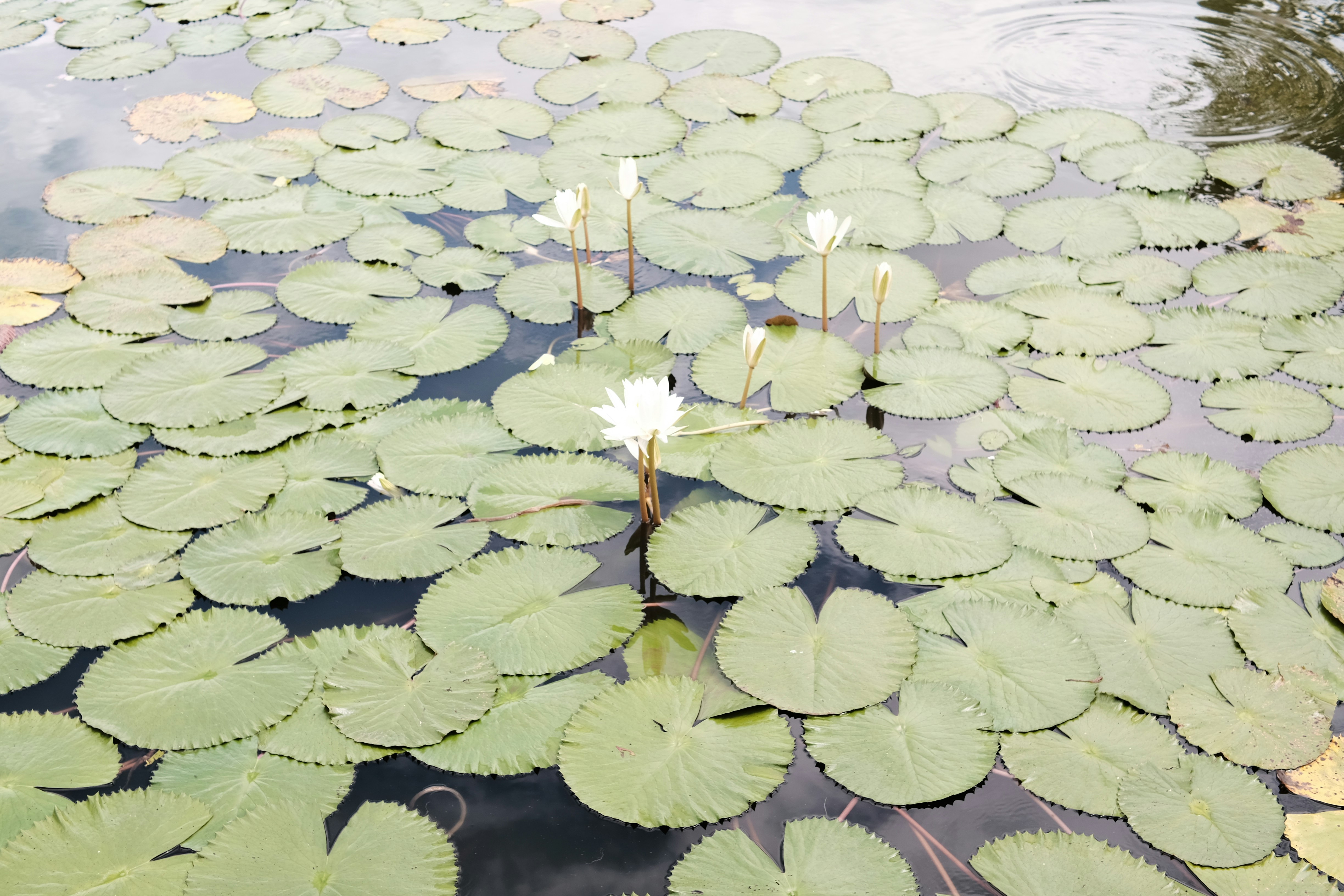 Photo by adityanara1