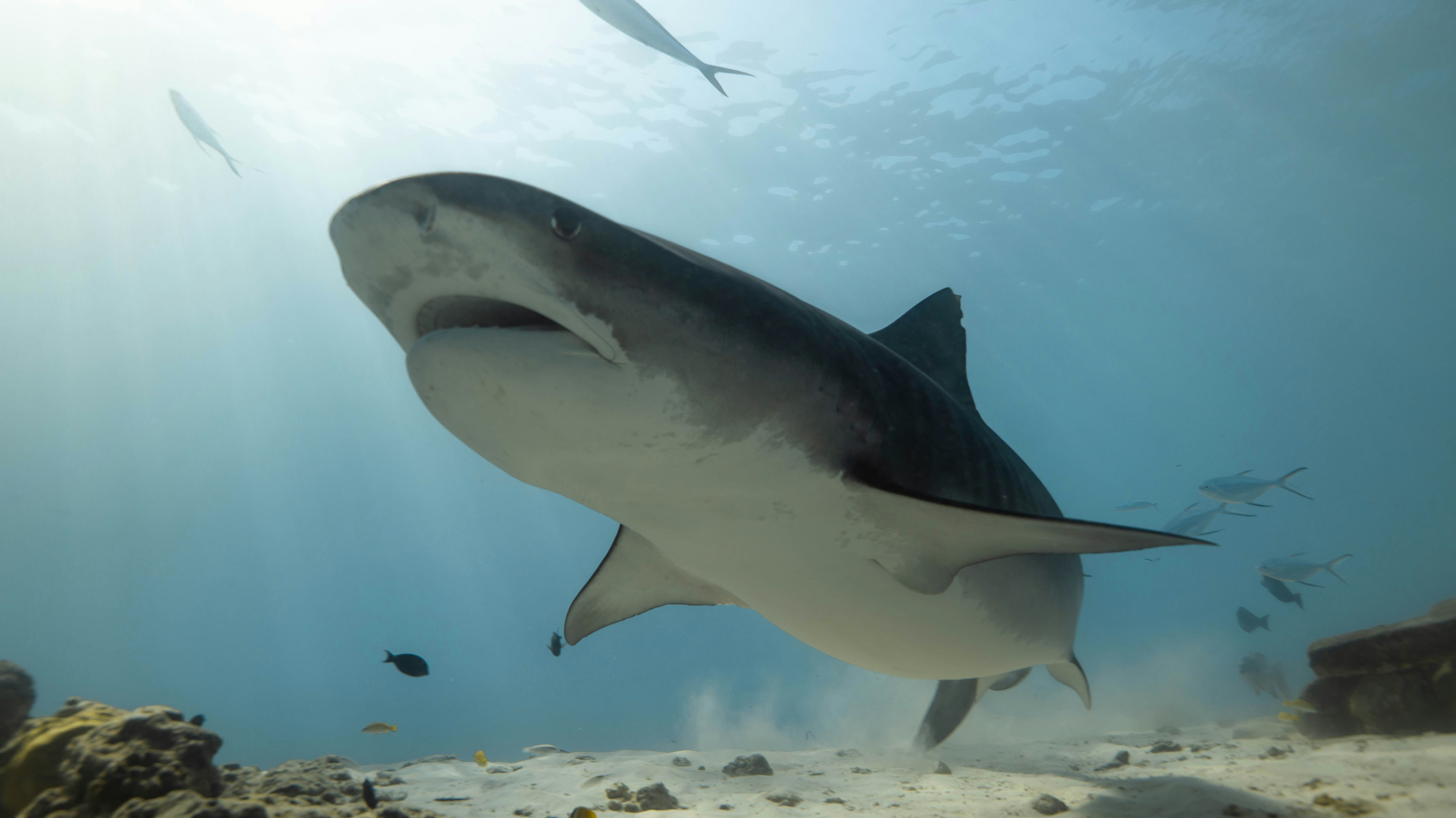 Shark Attack at Coogee Beach Raises Questions About Ocean Safety