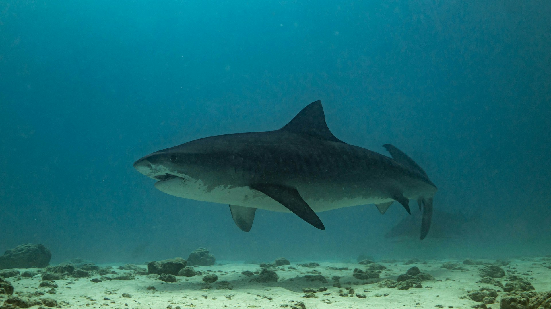 a great white shark swimming in the ocean