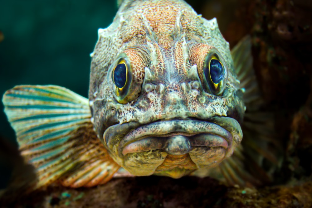 a close up of a fish on a rock