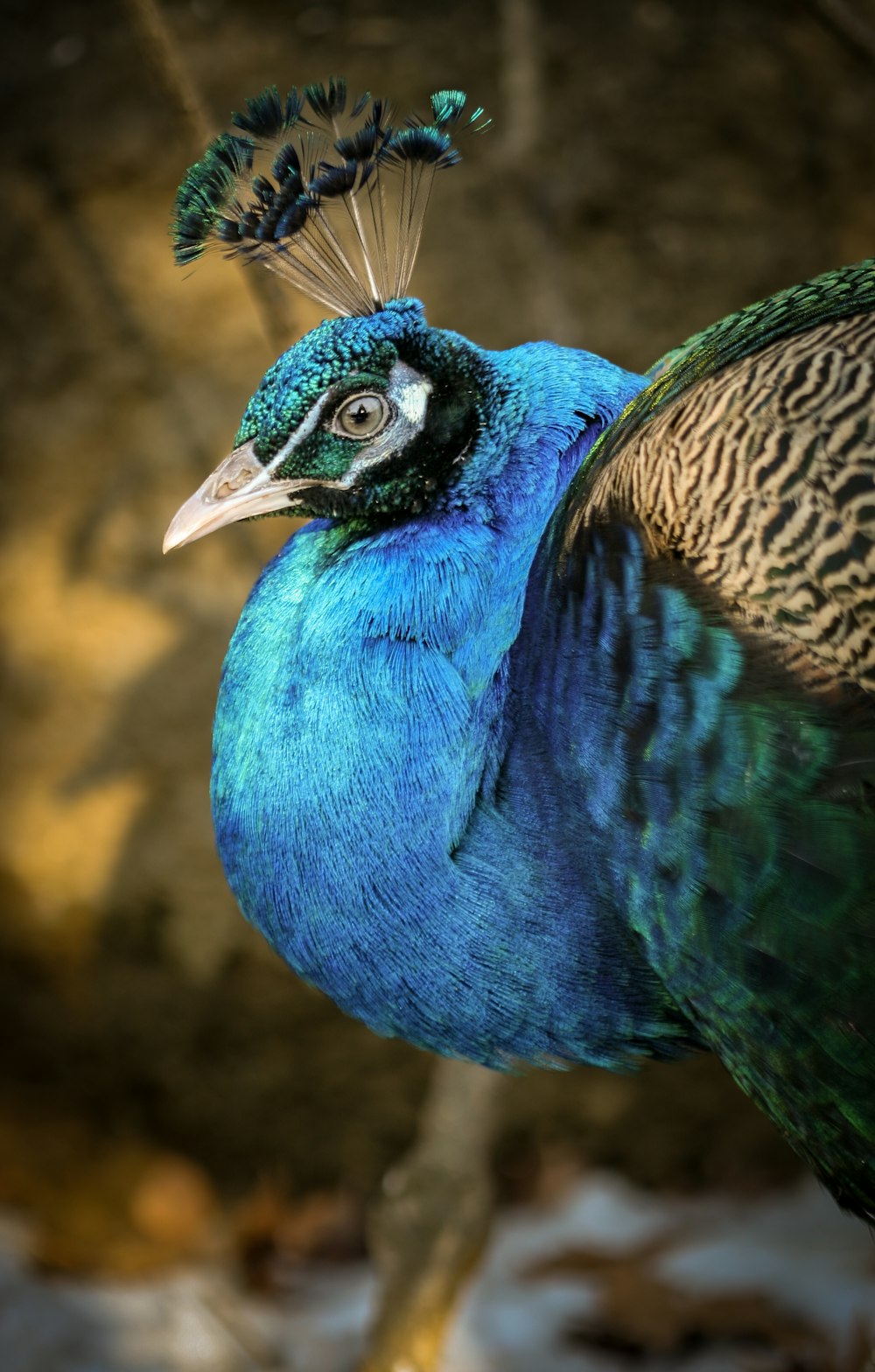 a blue and green bird with a long tail
