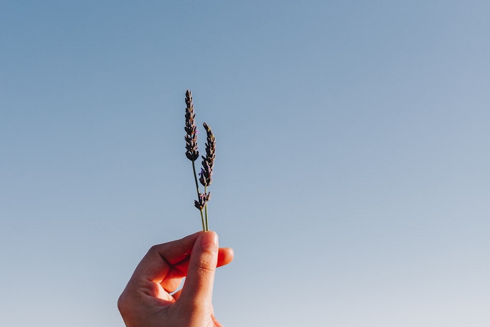 a hand holding a flower in front of a blue sky