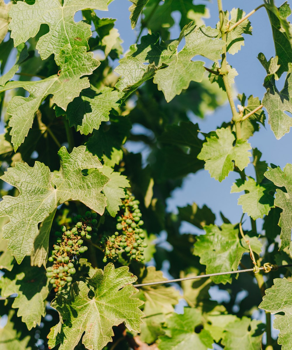 a bunch of green grapes hanging from a tree