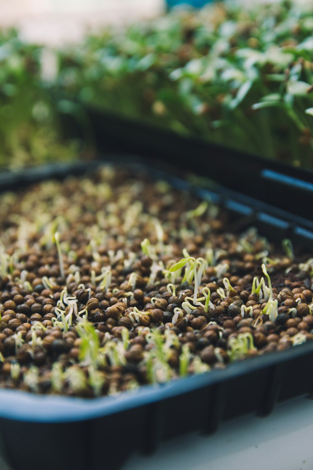 a bunch of plants that are in a tray