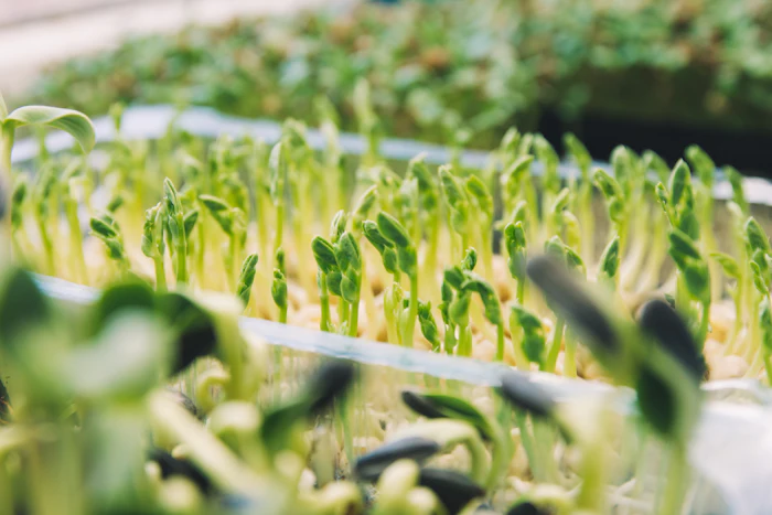How to Store Microgreens So They Stay Fresh Longer