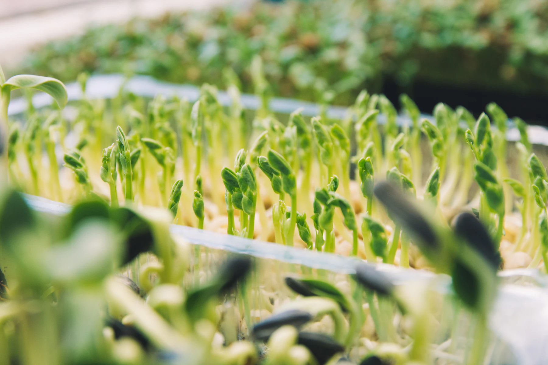 Trays of young pea and sunflower shoots at different stages, some still wearing their seed hulls
