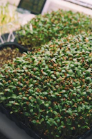 a bunch of plants that are in a tray