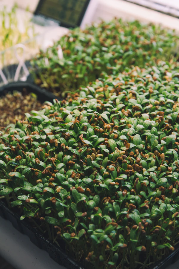 Fresh Microgreens