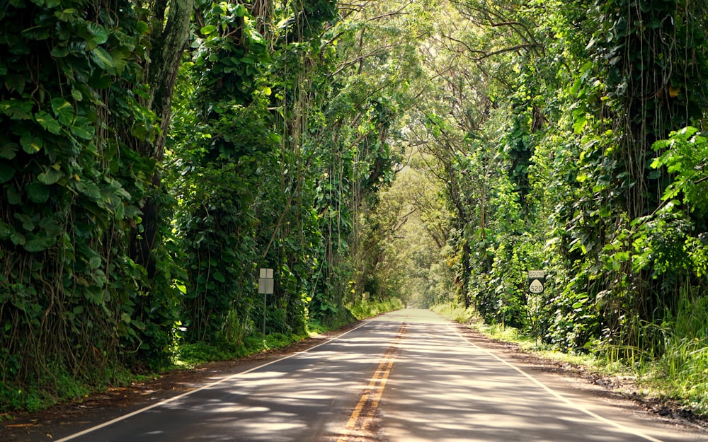 an empty road surrounded by trees and greenery