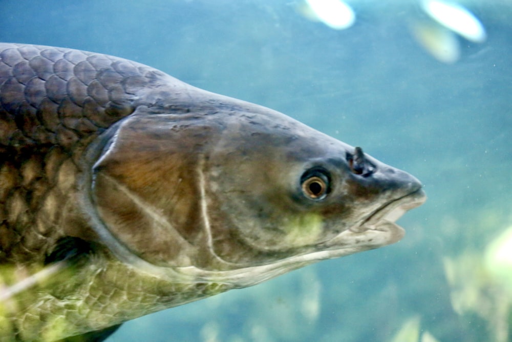 a close up of a fish in a body of water