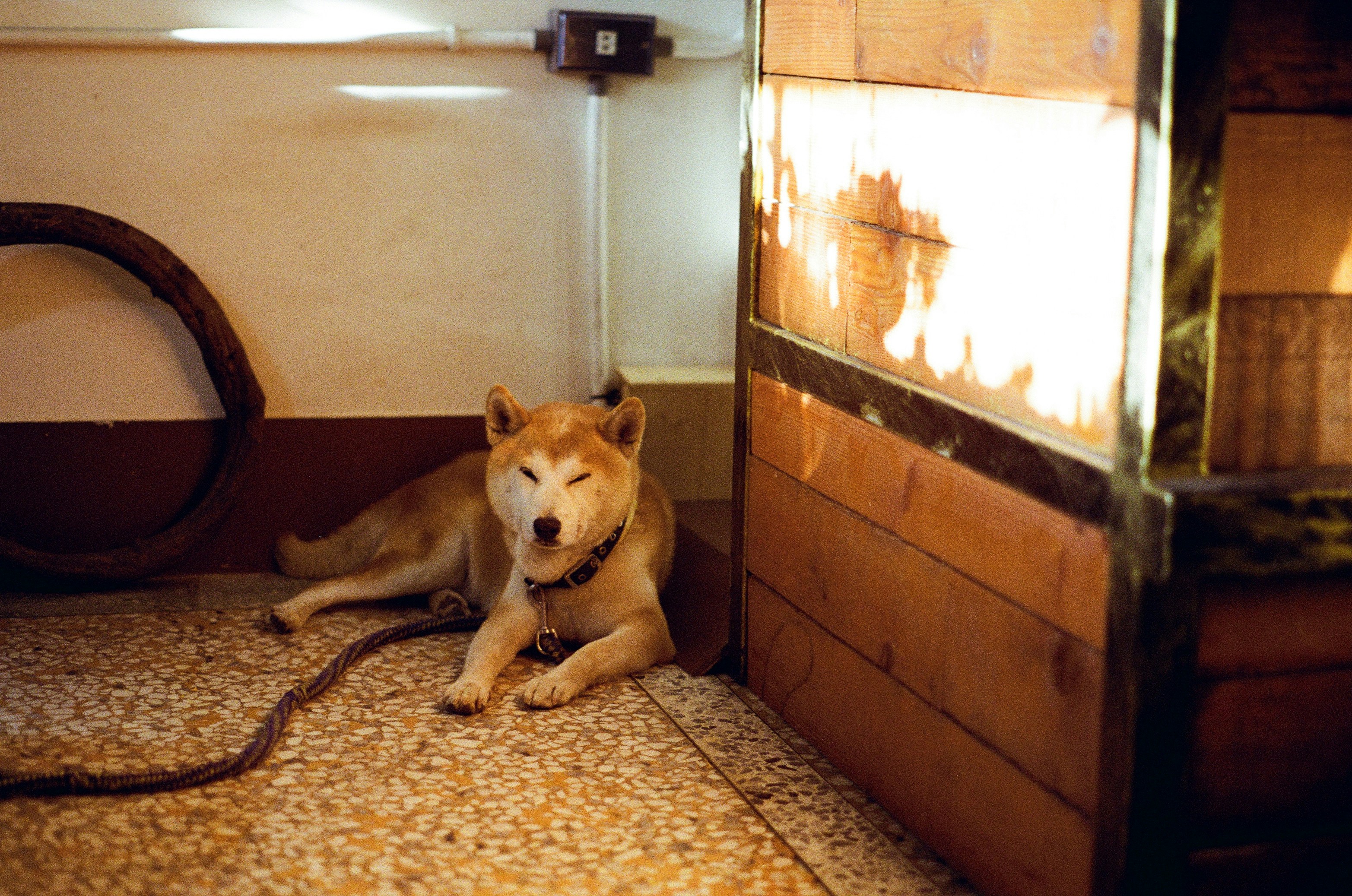 a dog laying on the floor of a room
