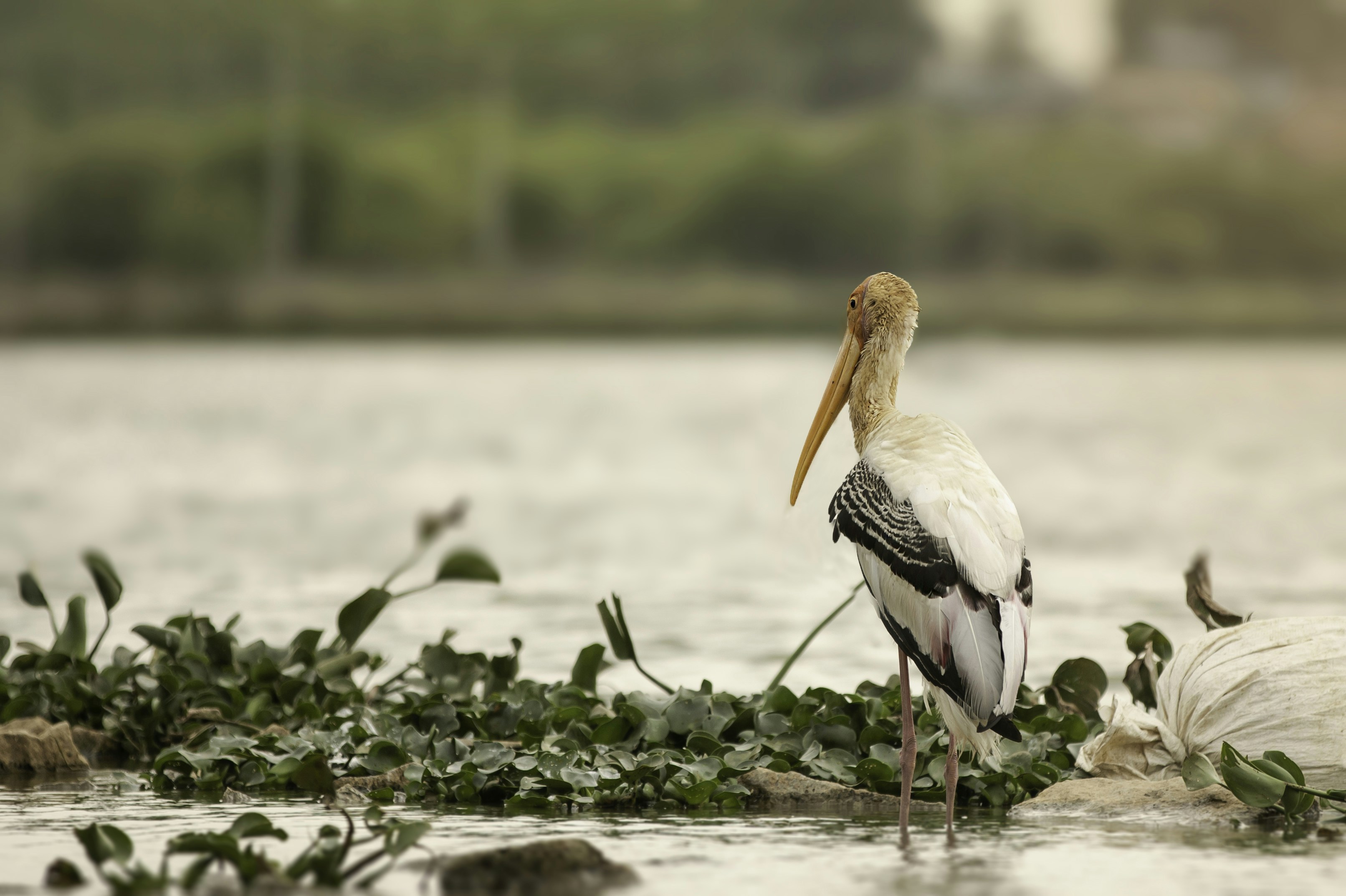 Photo by anil_sharma_india