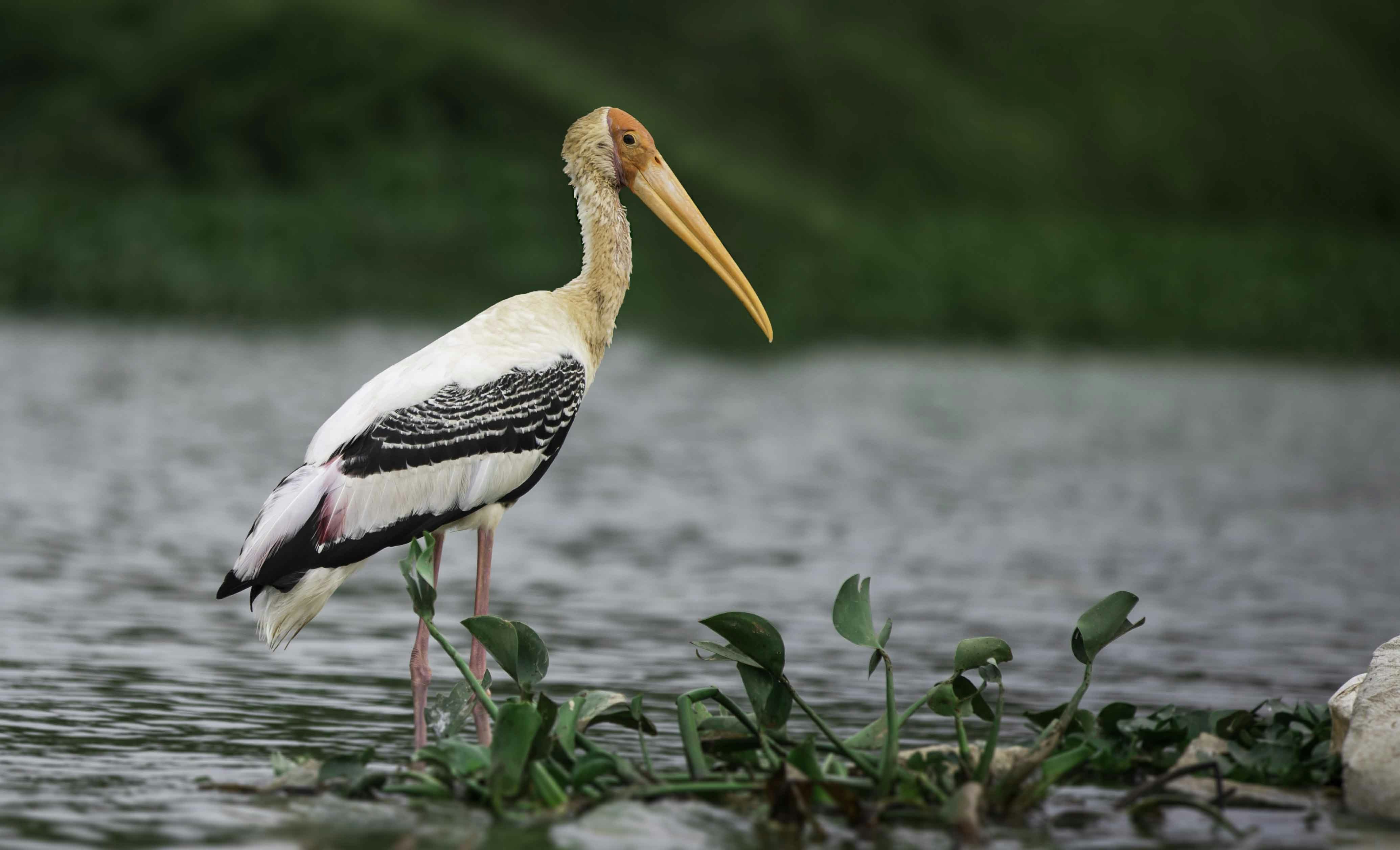 Photo by anil_sharma_india