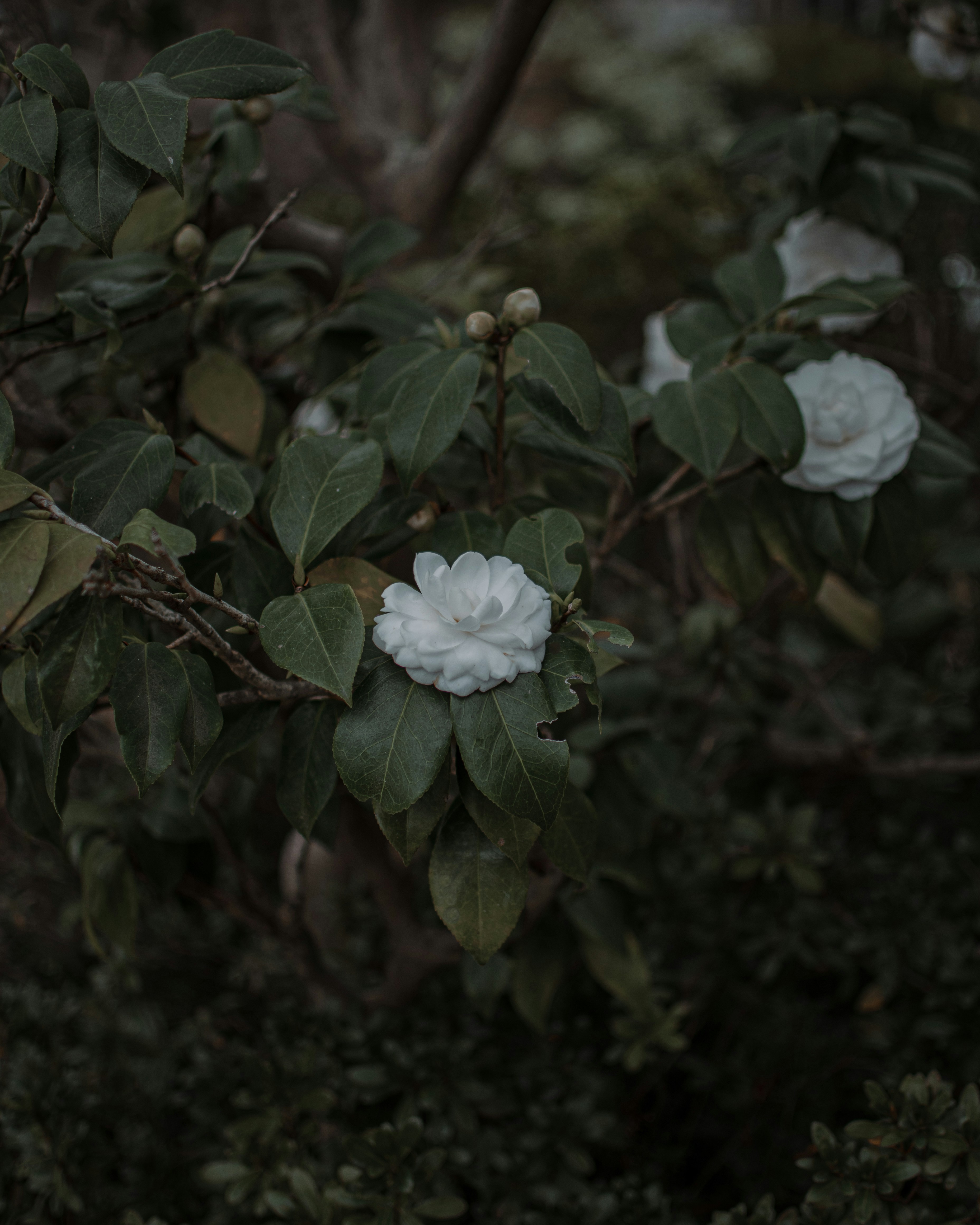 a white flower is growing on a tree